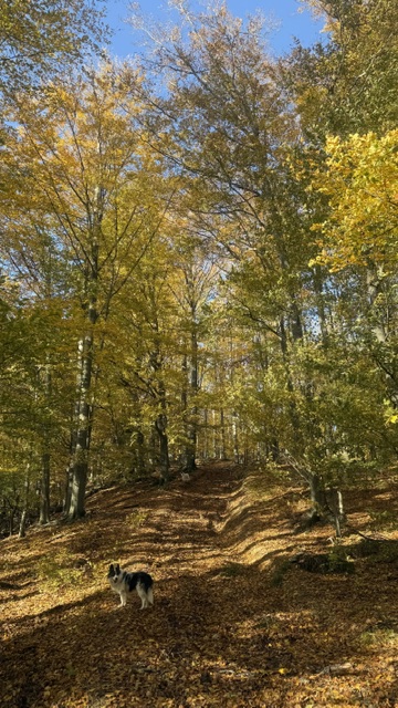 Pas na planinarskoj stazi Sokolina u Parku prirode Papuk